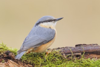 Nuthatch (Sitta europaea) sitting on a moss-covered root, wildlife, nature photography,