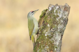 Grey-headed woodpecker (Picus canus), or great spotted woodpecker, male at a birch overgrown with