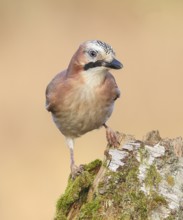 Eurasian Jay (Garrulus glandarius) sitting on a birch overgrown with moss, wildlife, corvid, nature