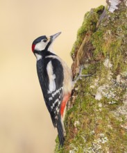 Great spotted woodpecker (Dendrocopus major), male on a birch overgrown with moss, wildlife,