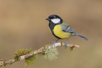 Great Tit (Parus major), sitting on a branch overgrown with moss and lichen, Wildlife, Animals,