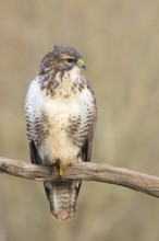 Buzzard (Buteo buteo) sitting attentively on a branch, wildlife, animals, birds, bird of prey,