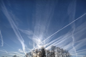 Morning sky with contrails, tree silhouettes below, Eckental, Middle Franconia, Bavaria, Germany