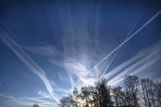 Morning sky with contrails, tree silhouettes below, Franconia, Bavaria, Germany