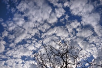Clouds in the morning (Altocumulus stratiformis), silhouette of cherry tree in front, Bavaria,