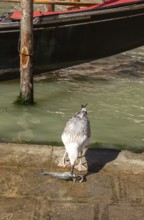 Seagull eats a fish fished in the canal, Venice, Veneto, Italy