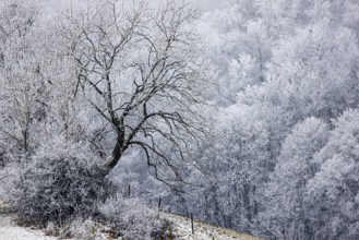 Winter landscape in the Swabian Jura. Bushes and forest with hoarfrost. Münsingen,