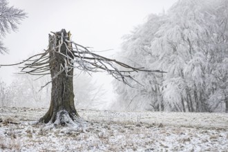 Winter landscape with broken tree stump in the Swabian Jura. hoarfrost. Münsingen,