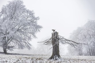 Winter landscape with broken tree stump in the Swabian Jura. A buzzard lands on the torso.