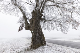 Lime tree, distinctive tree in the Heroldstatt district in the Swabian Jura. The Lindele natural