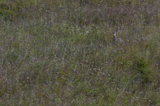 Motionless eyes in white-tailed deer (Odocoileus virginianus) female from a large reed bed,