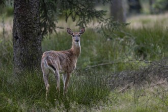 A white-tailed deer (Odocoileus virginianus) female, eyes alert, released into the wild, Germany