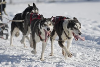Dog sled racing