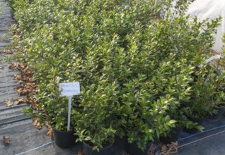 Myrtus Communis plants on display, Swann's nursery garden centre, Bromeswell, Woodbridge, Suffolk,