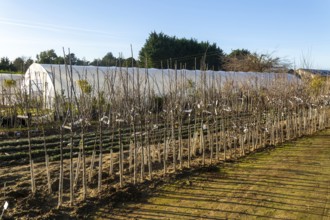 Line of trees on display, Swann's nursery garden centre, Bromeswell, Woodbridge, Suffolk, England,