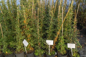 Pyracantha Orange Glow plants on display, Swann's nursery garden centre, Bromeswell, Woodbridge,