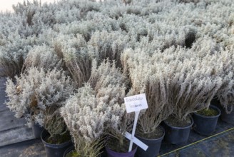 Santolina Incana plants on display, Swann's nursery garden centre, Bromeswell, Woodbridge, Suffolk,