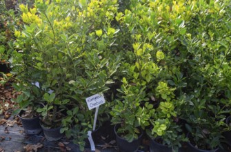 Euonymus Ovatus plants on display, Swann's nursery garden centre, Bromeswell, Woodbridge, Suffolk,