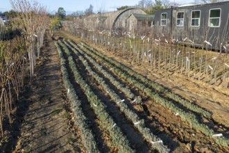 Bare root lavender plants, Swann's nursery garden centre, Bromeswell, Woodbridge, Suffolk, England,
