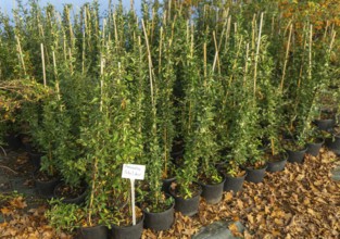 Pyracantha 'Soleil d'Or' plants on display, Swann's nursery garden centre, Bromeswell, Woodbridge,