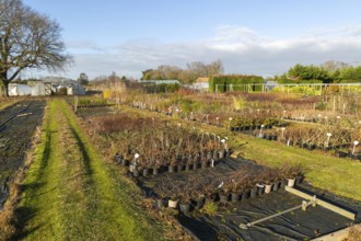 Potted shrubs on display Swann's nursery garden centre, Bromeswell, Woodbridge, Suffolk, England,