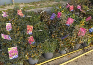 Potted Azaleas on display Swann's nursery garden centre, Bromeswell, Woodbridge, Suffolk, England,