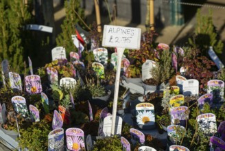 Alpine plants on display, Swann's nursery garden centre, Bromeswell, Woodbridge, Suffolk, England,