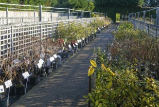 Shrubs on display in lines, Swann's nursery garden centre, Bromeswell, Woodbridge, Suffolk,