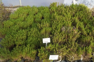 Santolina Virens plants on display, Swann's nursery garden centre, Bromeswell, Woodbridge, Suffolk,