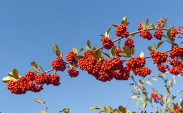 Red berries of Cotoneaster plant, Swann's nursery garden centre, Bromeswell, Woodbridge, Suffolk,