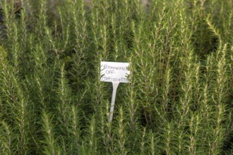Rosmarinus Fastigiatus plants on display, Swann's nursery garden centre, Bromeswell, Woodbridge,