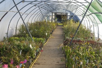 Plants growing inside polytunnel, Swann's nursery garden centre, Bromeswell, Woodbridge, Suffolk,