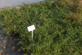 Cistus Lusitanicus plants on display, Swann's nursery garden centre, Bromeswell, Woodbridge,
