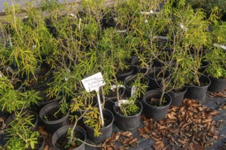 Choisya Aztec Pearl plants on display, Swann's nursery garden centre, Bromeswell, Woodbridge,