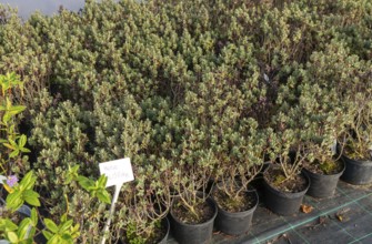 Hebe Red Edge plants on display, Swann's nursery garden centre, Bromeswell, Woodbridge, Suffolk,