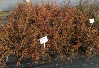Ceratostigma griffithii plants on display, Swann's nursery garden centre, Bromeswell, Woodbridge,
