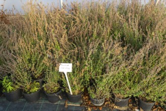 Teucrium Chamaedrys plants on display, Swann's nursery garden centre, Bromeswell, Woodbridge,