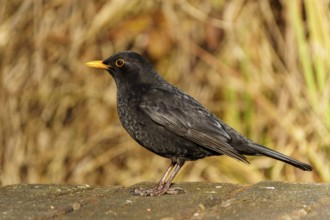 Blackbird sitting sideways with yellow beak on a wooden floor, background blurred, Blackbird