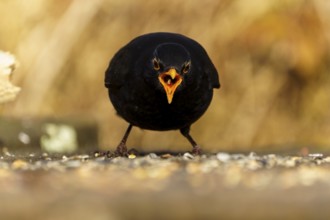 Blackbird with open beak feeding on the ground, in dynamic posture, Blackbird (Turdus merula),