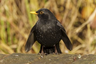 Black blackbird with yellow beak sitting on a forest floor with blurred background, Blackbird