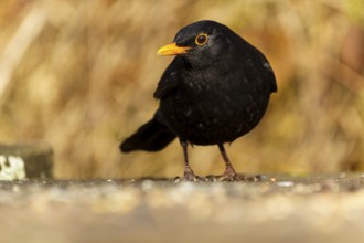 Black blackbird with orange beak standing on the ground with autumnal background, Blackbird (Turdus