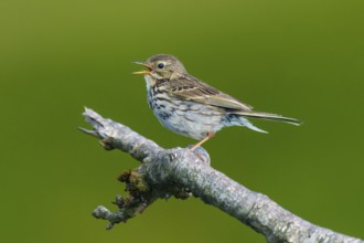 A songbird sits on a branch and seems to be calling, surrounded by green nature, mountain pipit