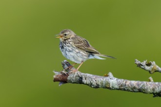 A small bird sits on a branch and sings in the middle of a green environment, mountain pipit