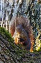 Squirrel (Sciurus vulgaris), wildlife, Germany