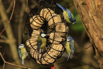 Different tit species at a round feeding station in a wooded background, blue tit (Cyanistes