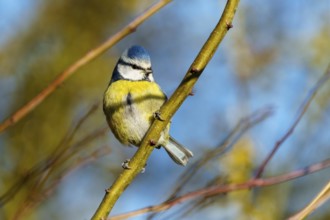 A blue tit sitting peacefully on a branch in front of a blurred autumnal background, Blue tit