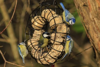 Several tits feeding at a feeding station in a winter forest environment, blue tit (Cyanistes