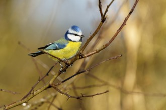 Blue tit sitting on a branch in naturally lit spring, Blue tit (Cyanistes caeruleus), wildlife,