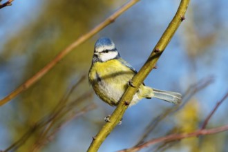 Blue tit on a branch against a blue sky, Blue tit (Cyanistes caeruleus), wildlife, Germany