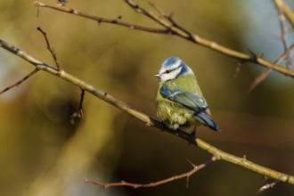 A blue tit sitting on a branch in nature, Blue tit (Cyanistes caeruleus), wildlife, Germany